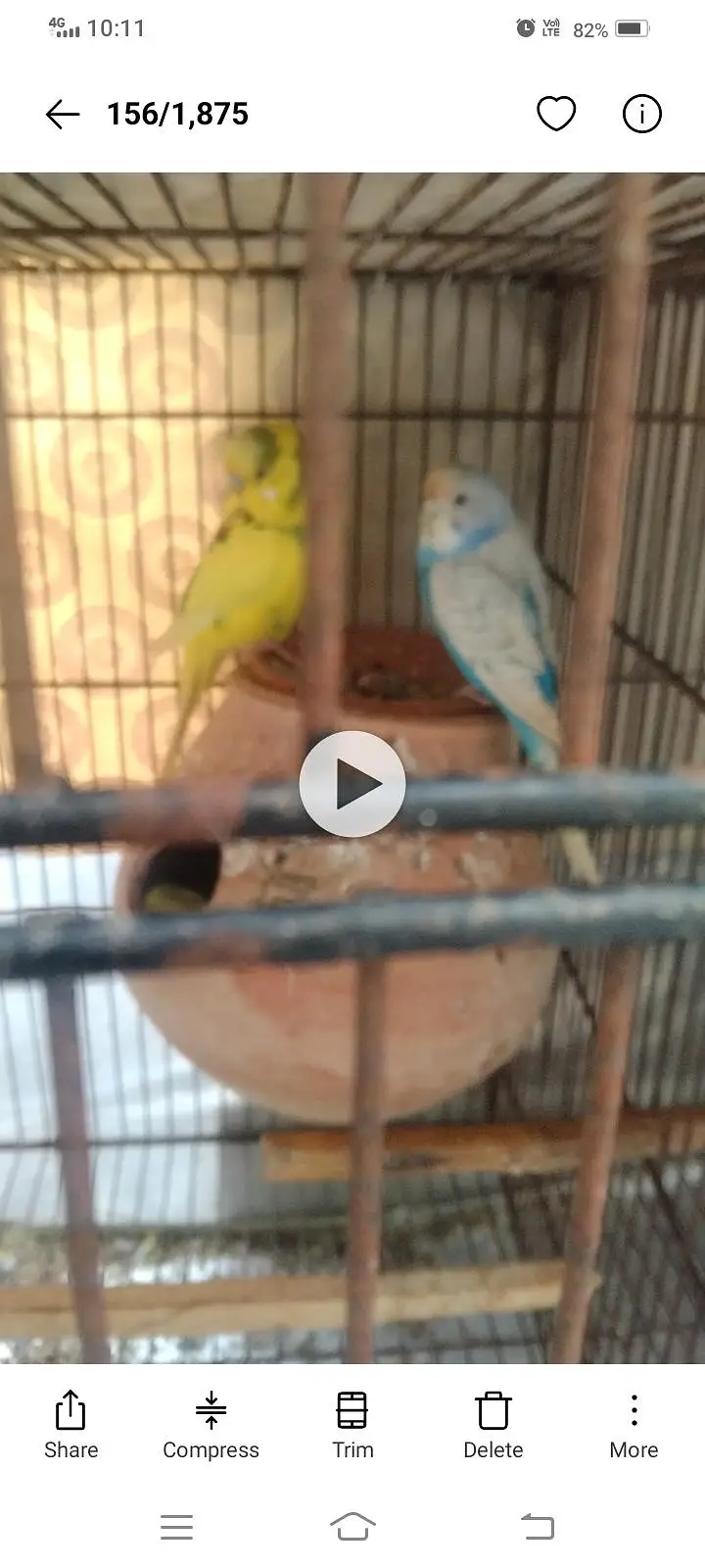 Australian breader pair with cage — photo 5