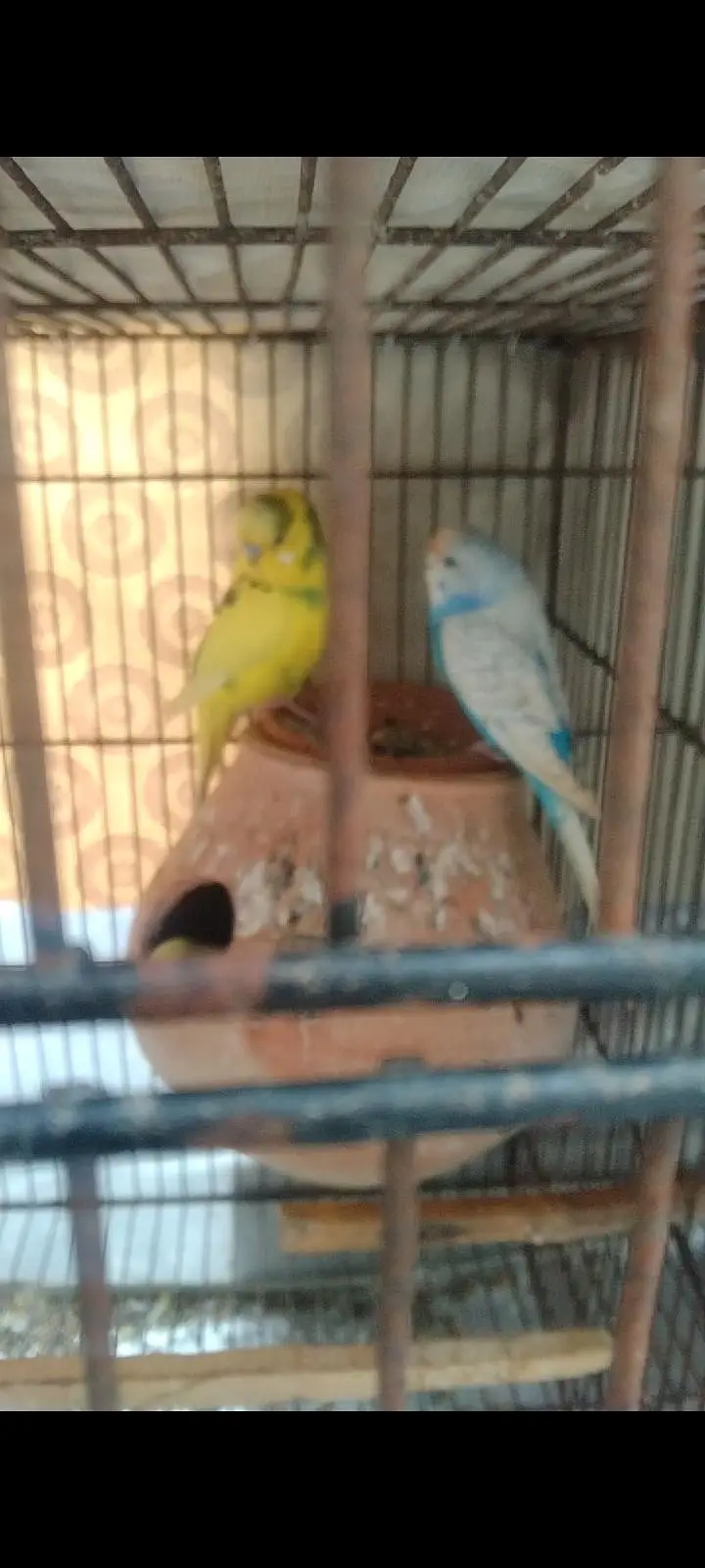 Australian breader pair with cage — photo 7