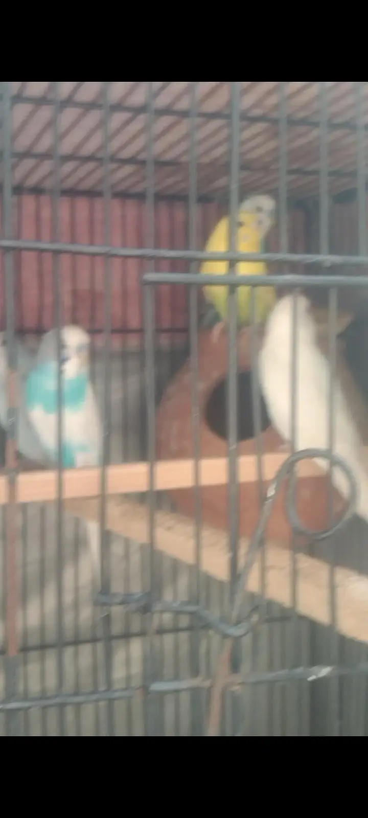 Australian breader pair with cage — photo 8