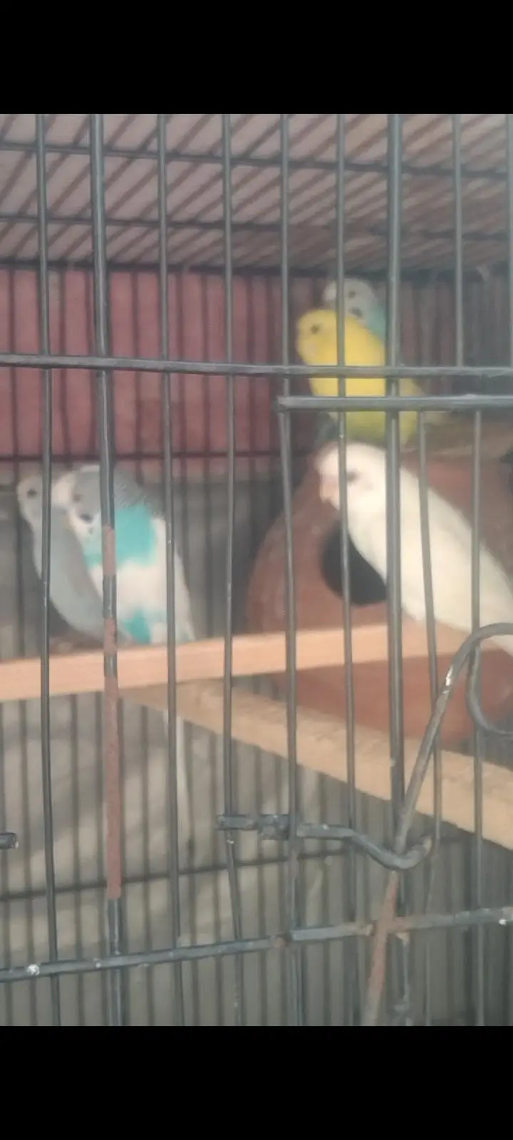 Australian breader pair with cage — photo 9