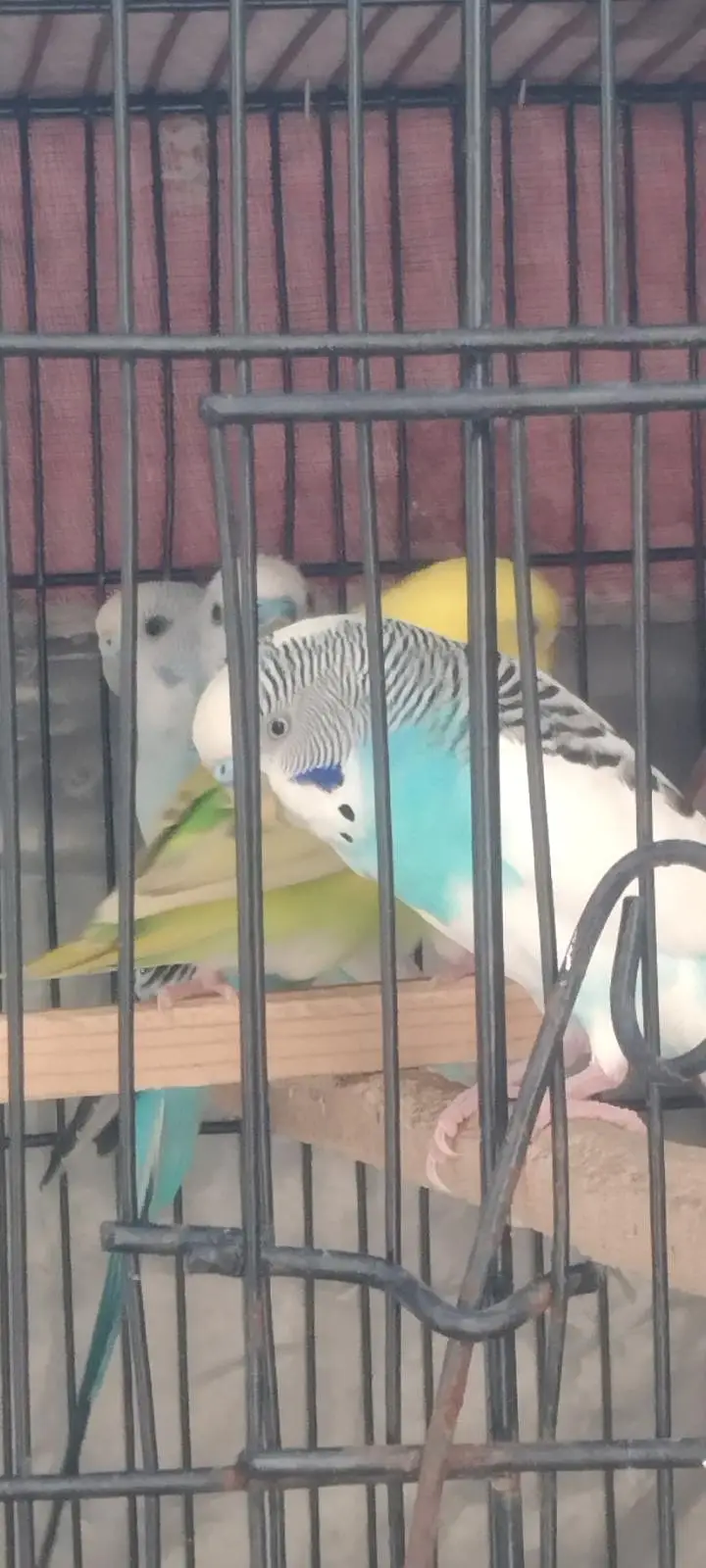 Australian breader pair with cage — photo 10