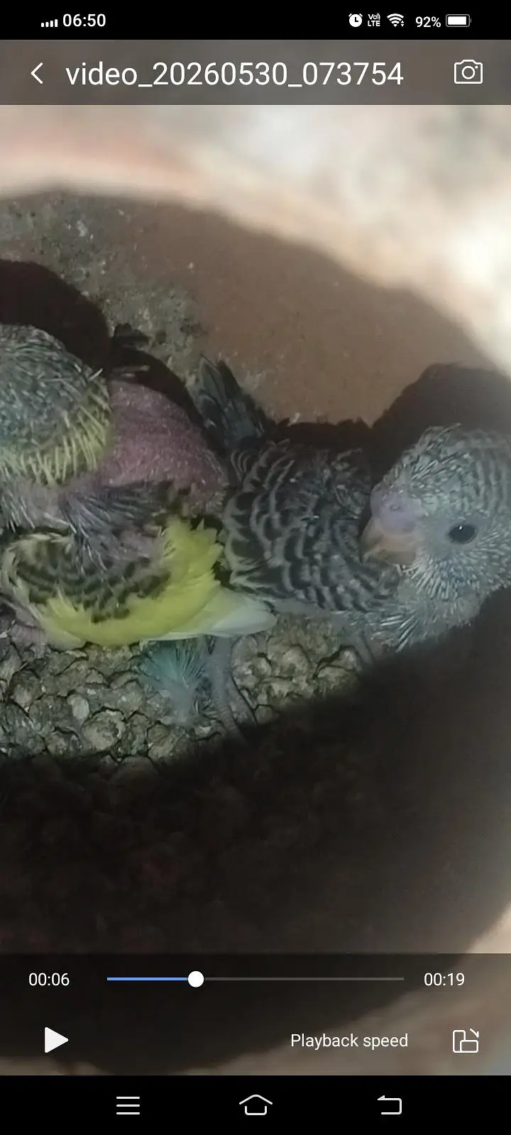 Australian breader pair with cage — photo 11