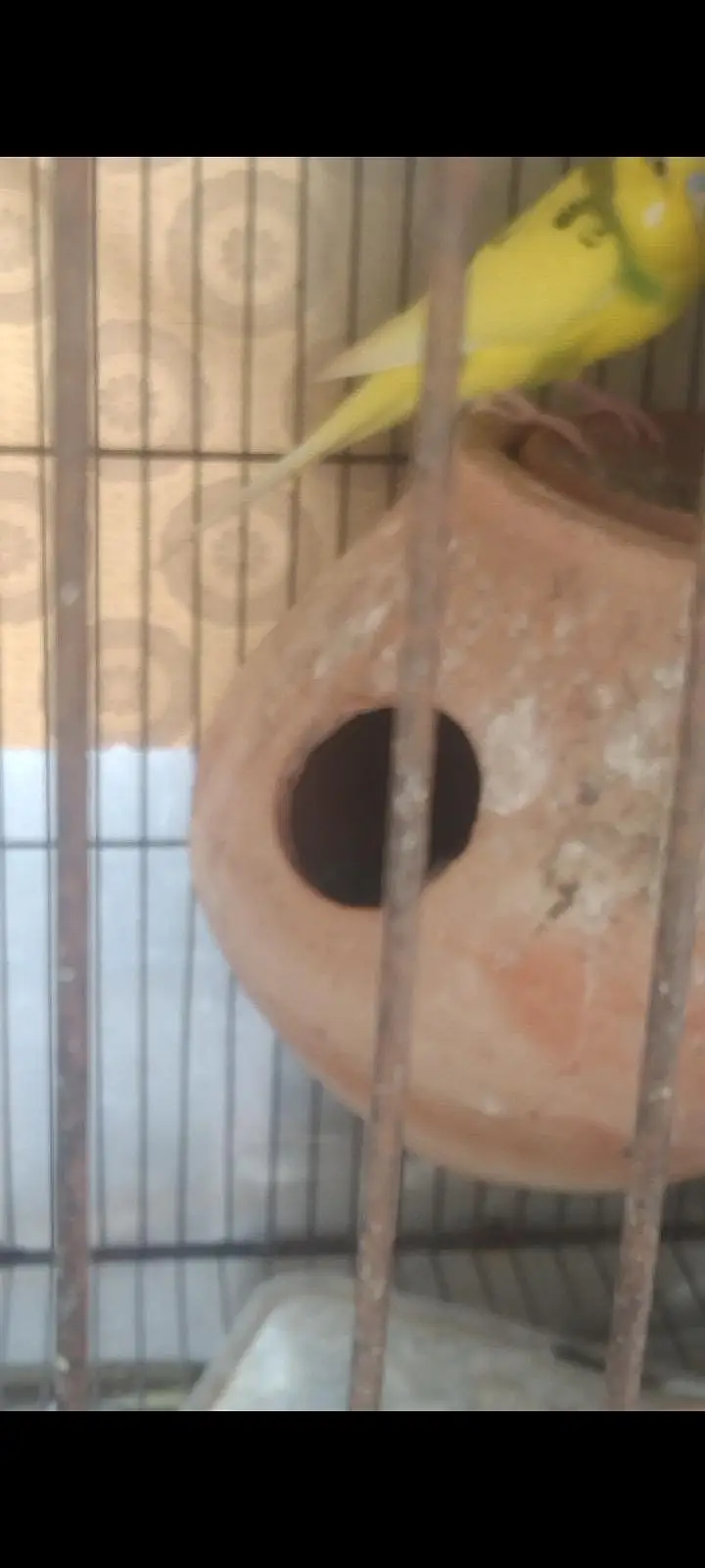Australian breader pair with cage — photo 12