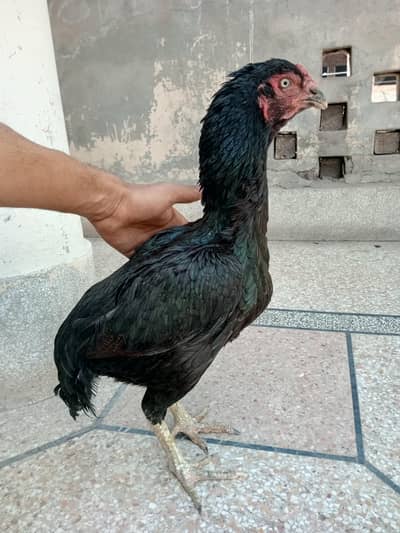 Aseel hen