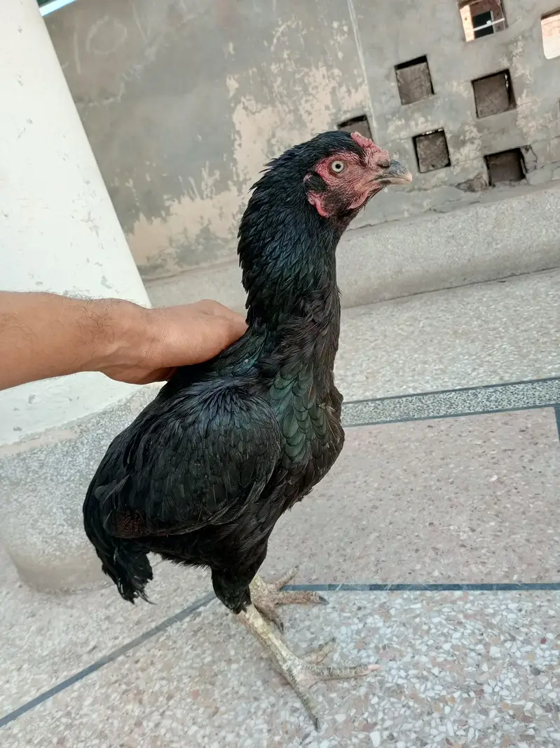 Aseel hen — photo 2