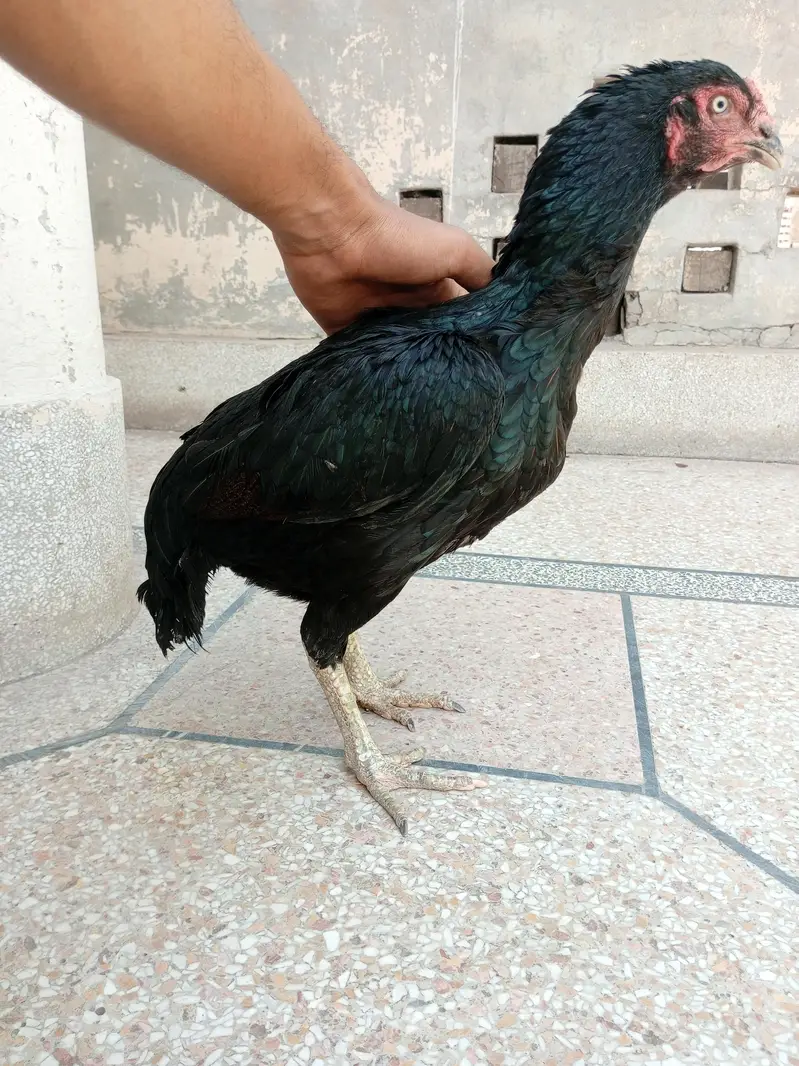 Aseel hen — photo 3