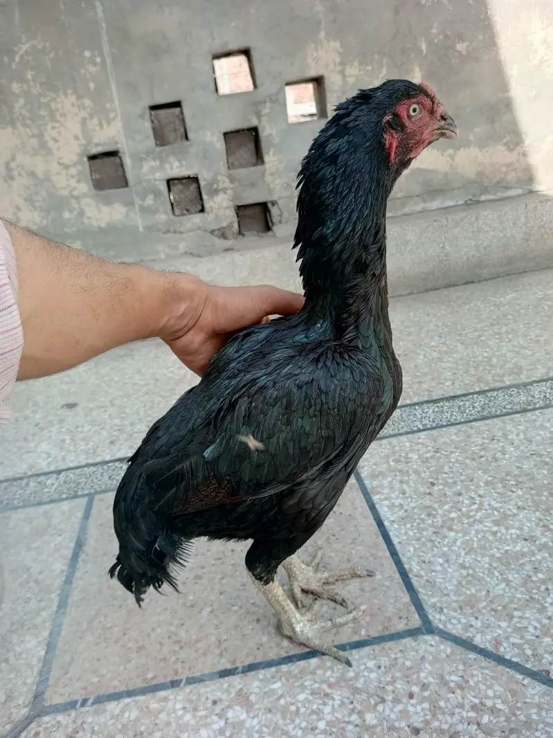 Aseel hen — photo 4