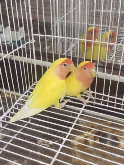 coman Latino love birds fresh active pair
