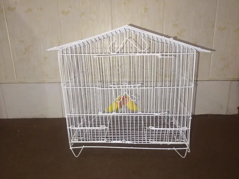coman Latino love birds fresh active pair — photo 2