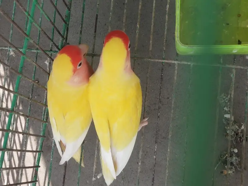 coman Latino love birds fresh active pair — photo 3