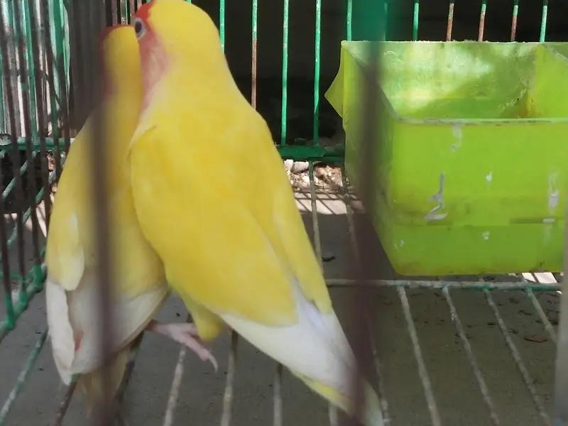 coman Latino love birds fresh active pair — photo 4