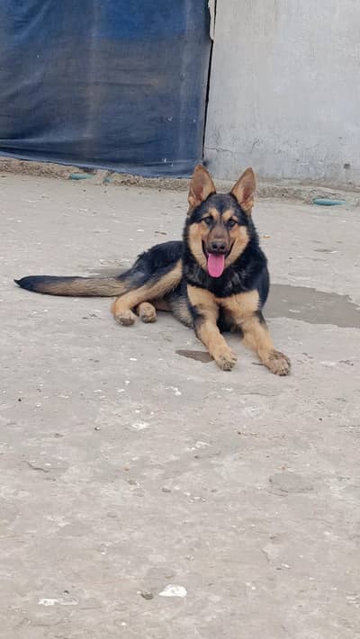 laila