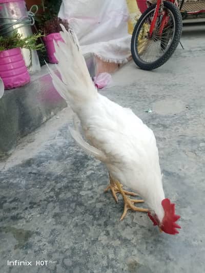 for sale what'sapp no 03438447226