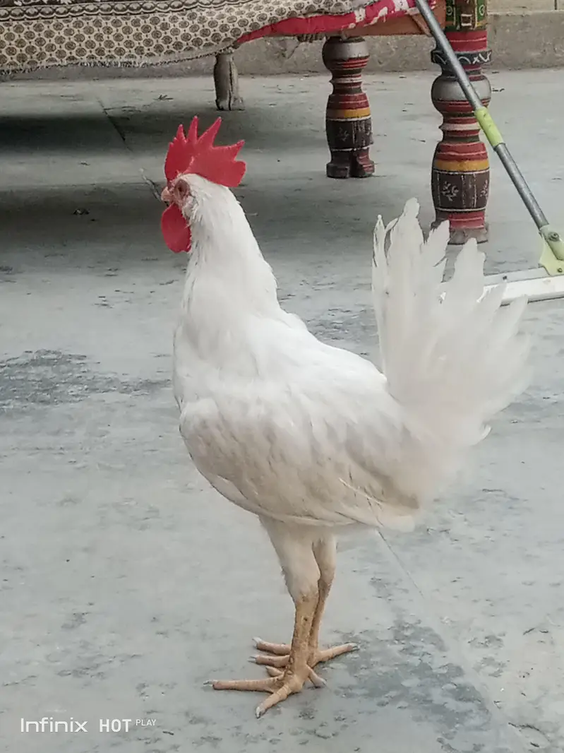 for sale what'sapp no 03438447226 — photo 2