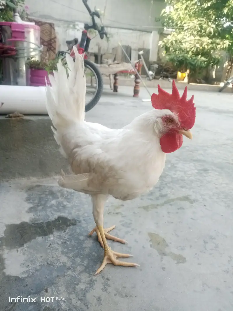for sale what'sapp no 03438447226 — photo 3