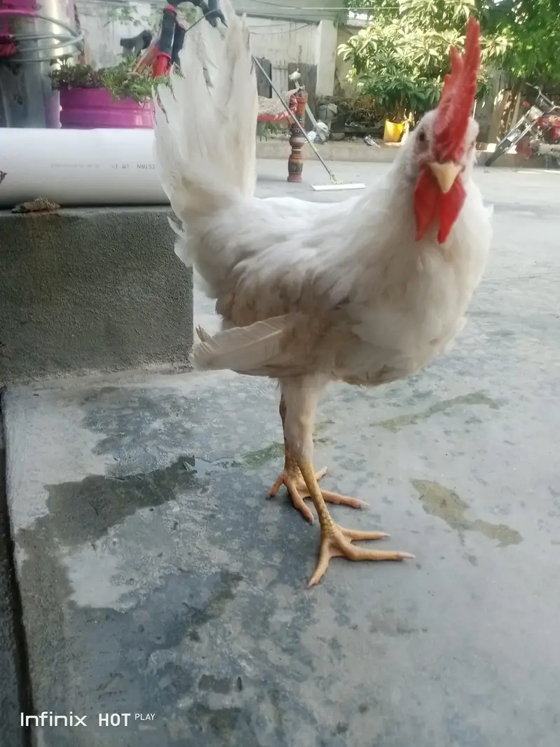 for sale what'sapp no 03438447226 — photo 4