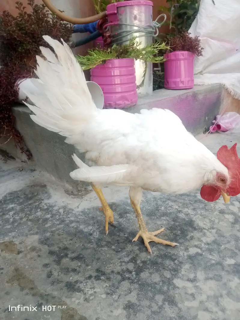 for sale what'sapp no 03438447226 — photo 5