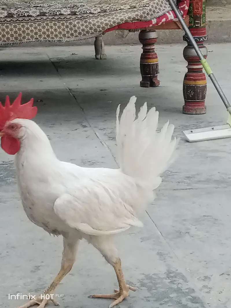 for sale what'sapp no 03438447226 — photo 6