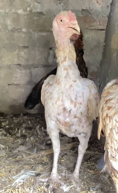 Aseel murgi/hen for sale