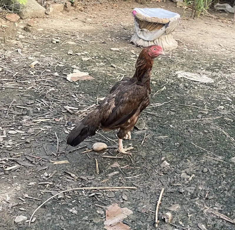 Aseel murgi/hen for sale — photo 2
