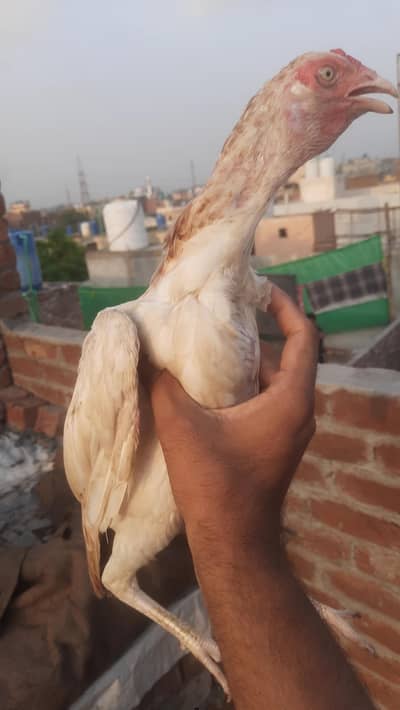 1 pure mianwali 1 pipla k krass ha