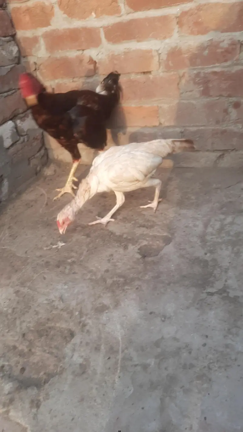 1 pure mianwali 1 pipla k krass ha — photo 2