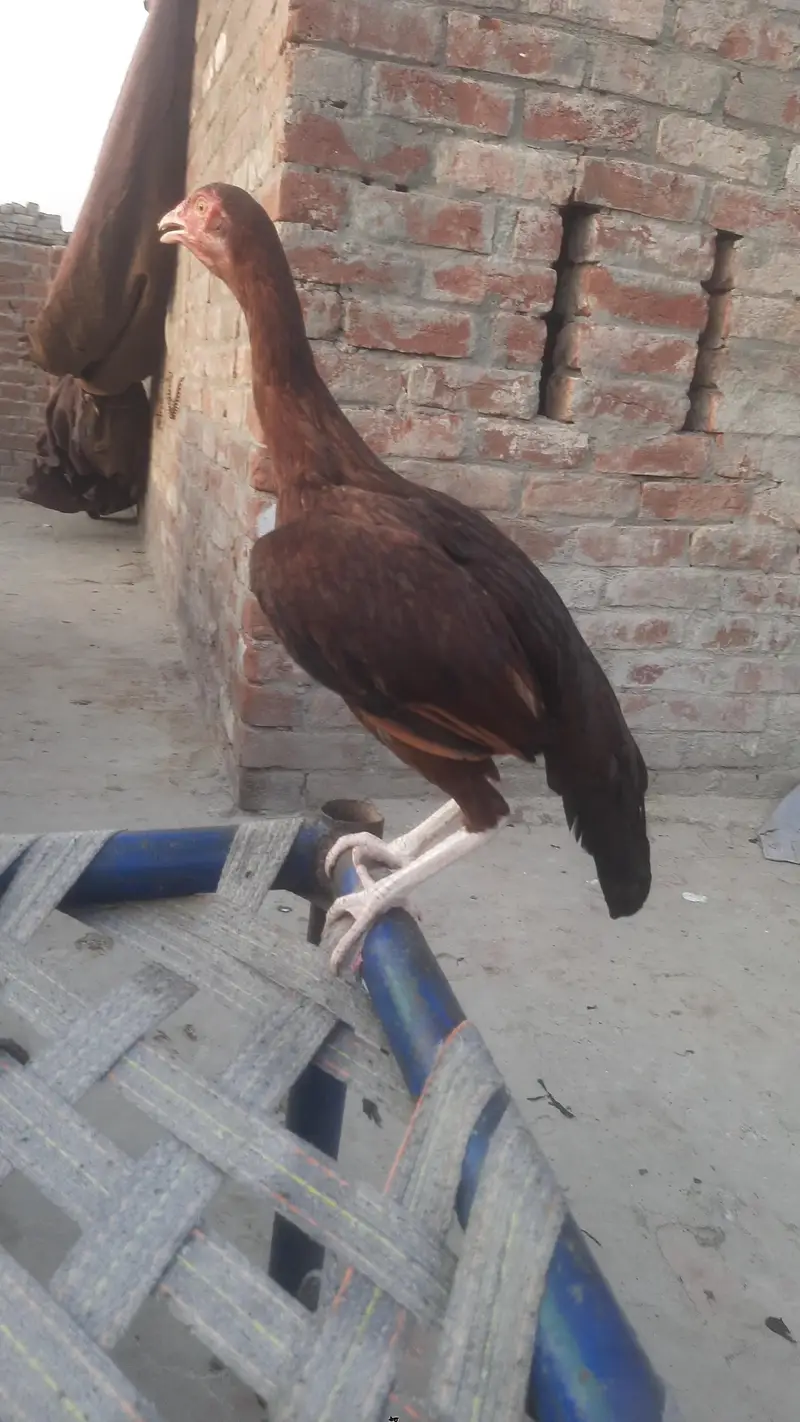 1 pure mianwali 1 pipla k krass ha — photo 3