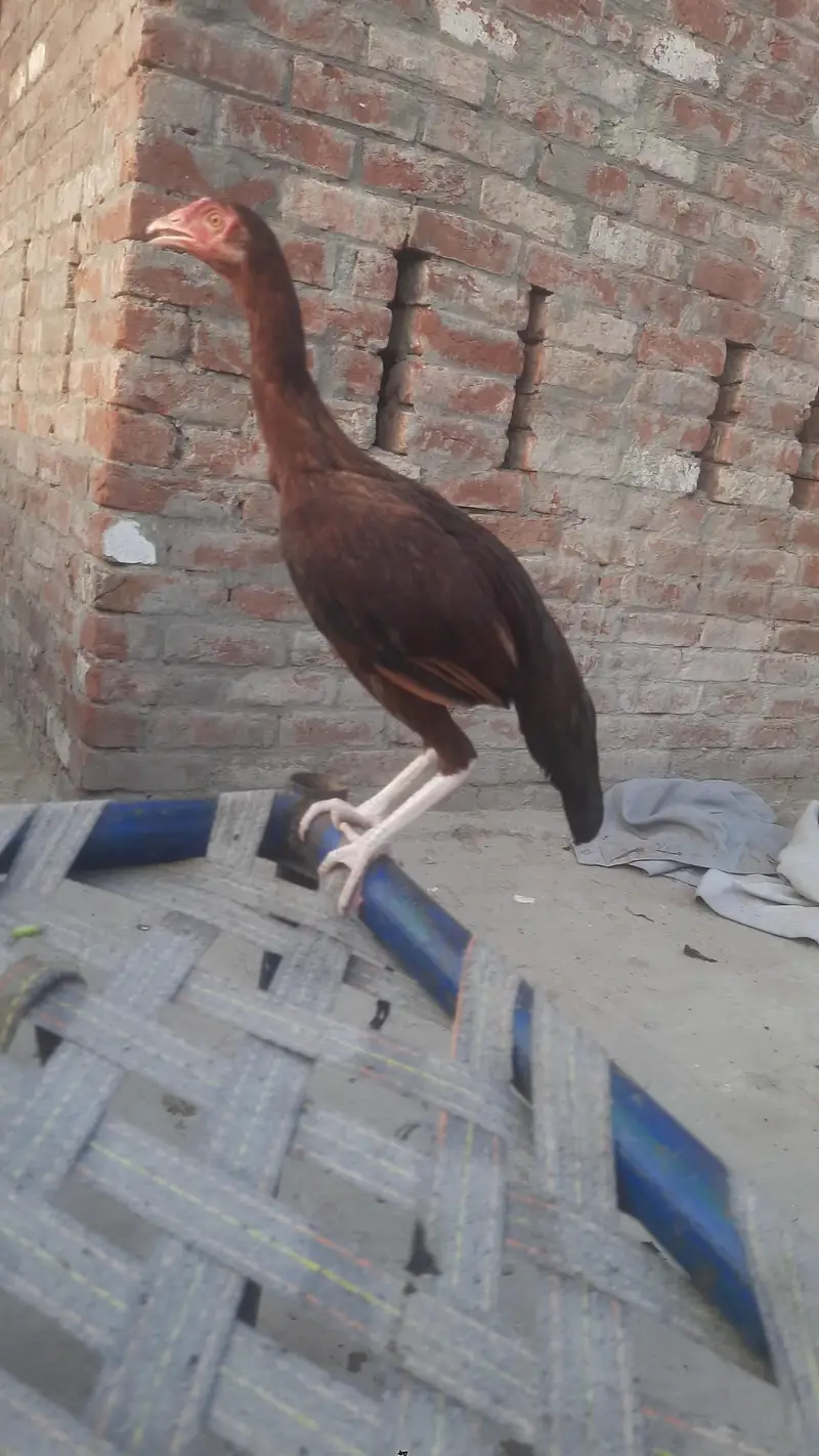 1 pure mianwali 1 pipla k krass ha — photo 4
