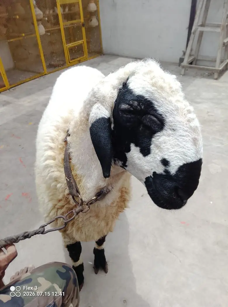 dumba for sale — photo 4