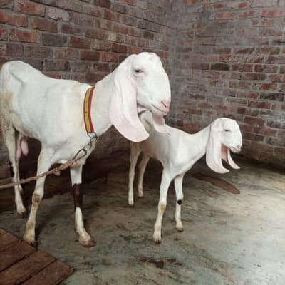 Rajanpuri Cross Female with pathi
