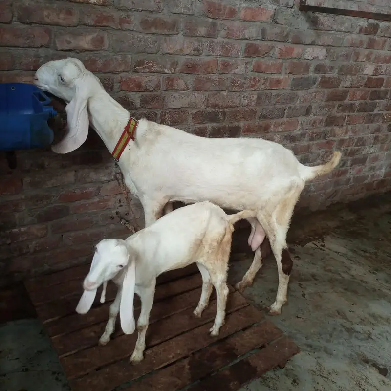 Rajanpuri Cross Female with pathi — photo 2