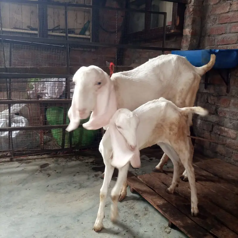 Rajanpuri Cross Female with pathi — photo 3