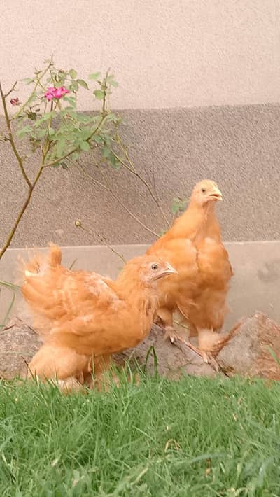 golden buff pair