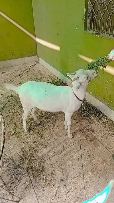 barbari goat bakri