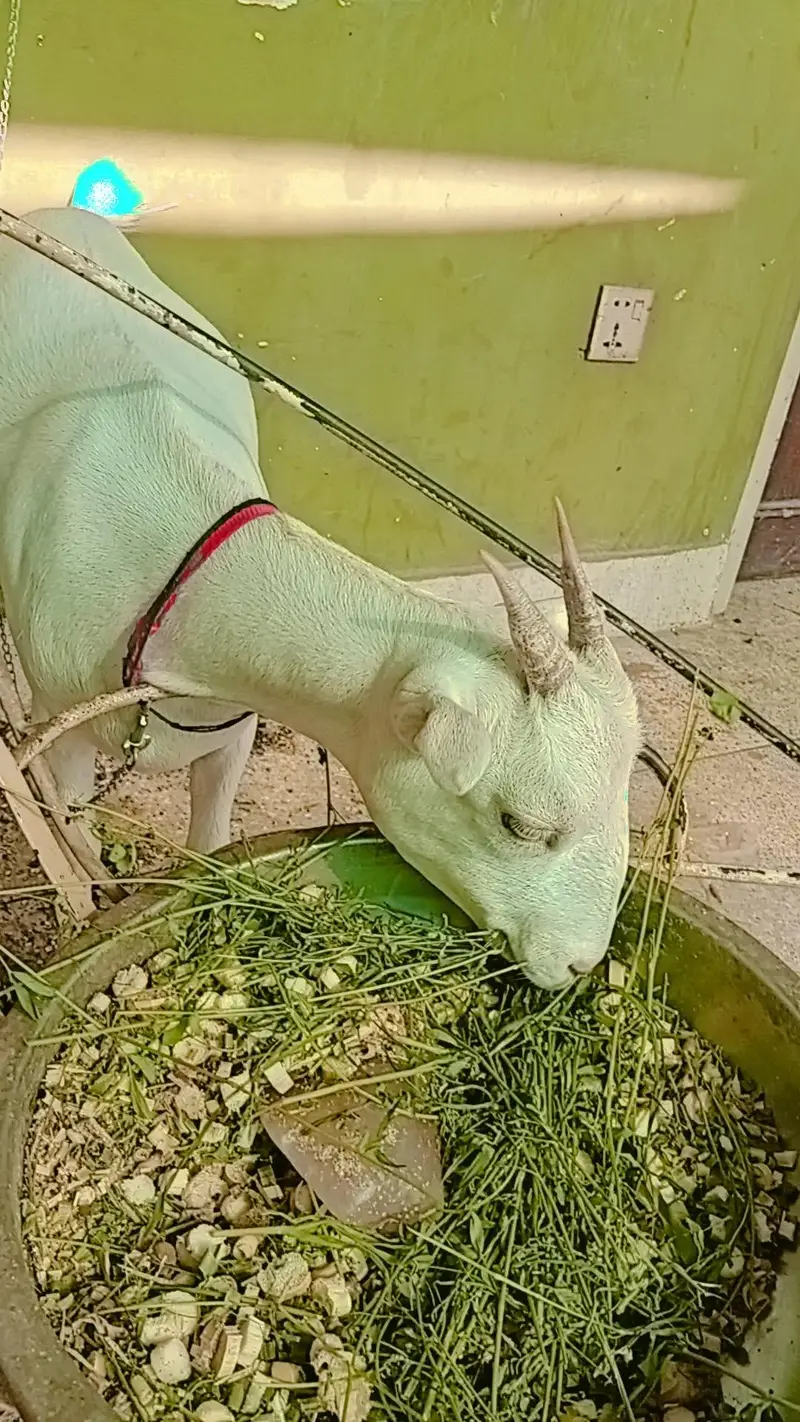 barbari goat bakri — photo 2