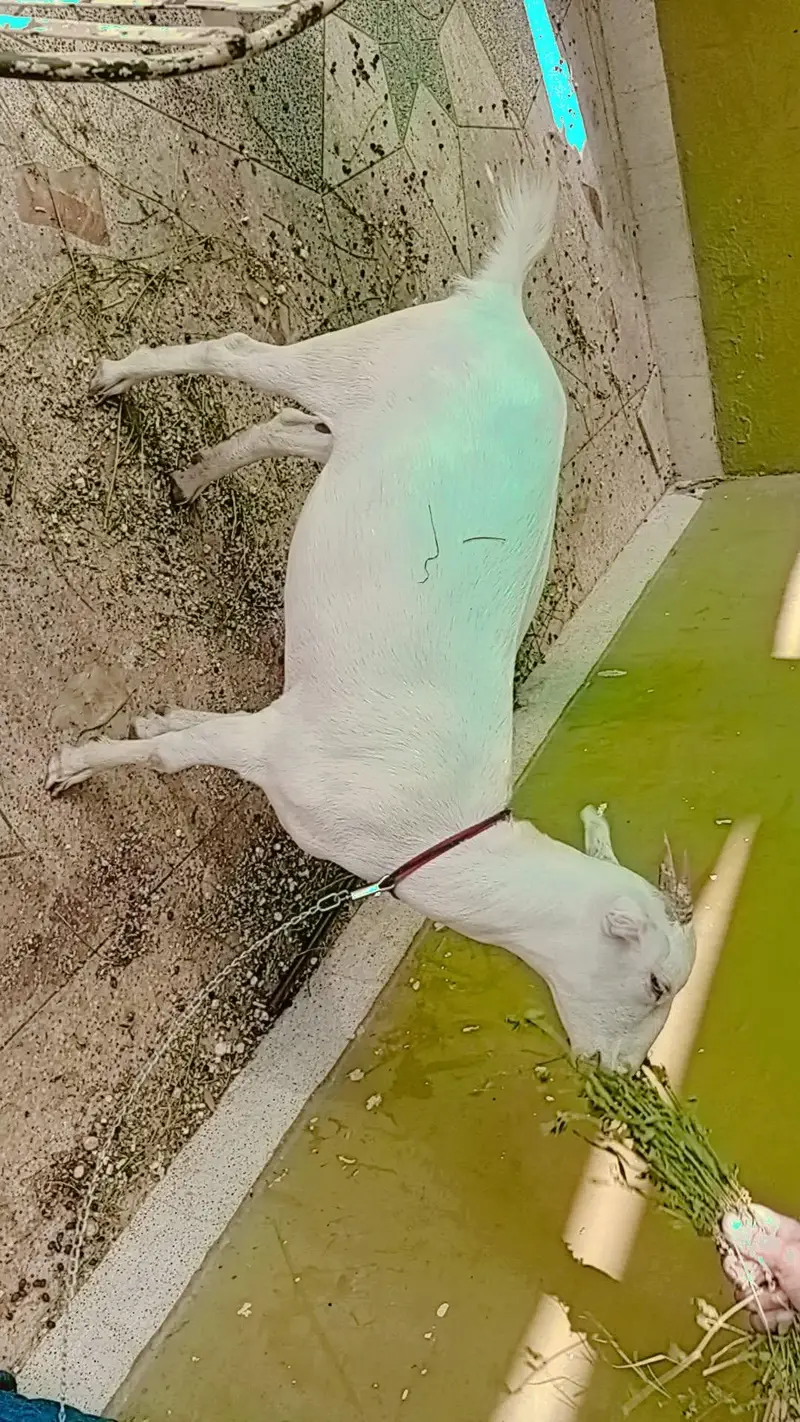 barbari goat bakri — photo 3