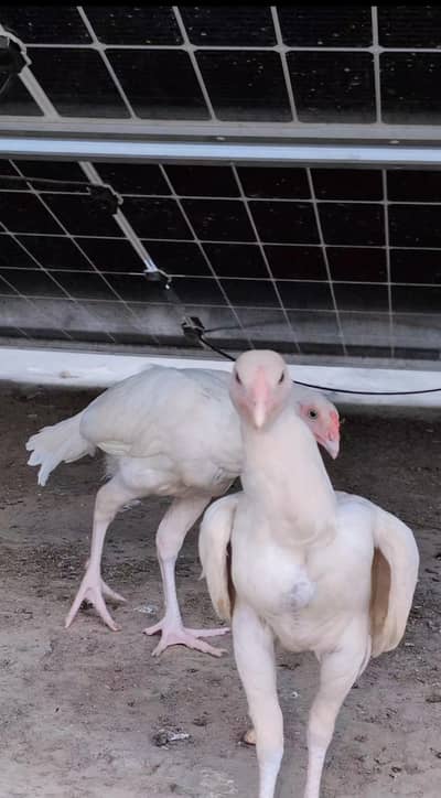 Paper white Heera pair available for sell Whatsapp: 03159640025
