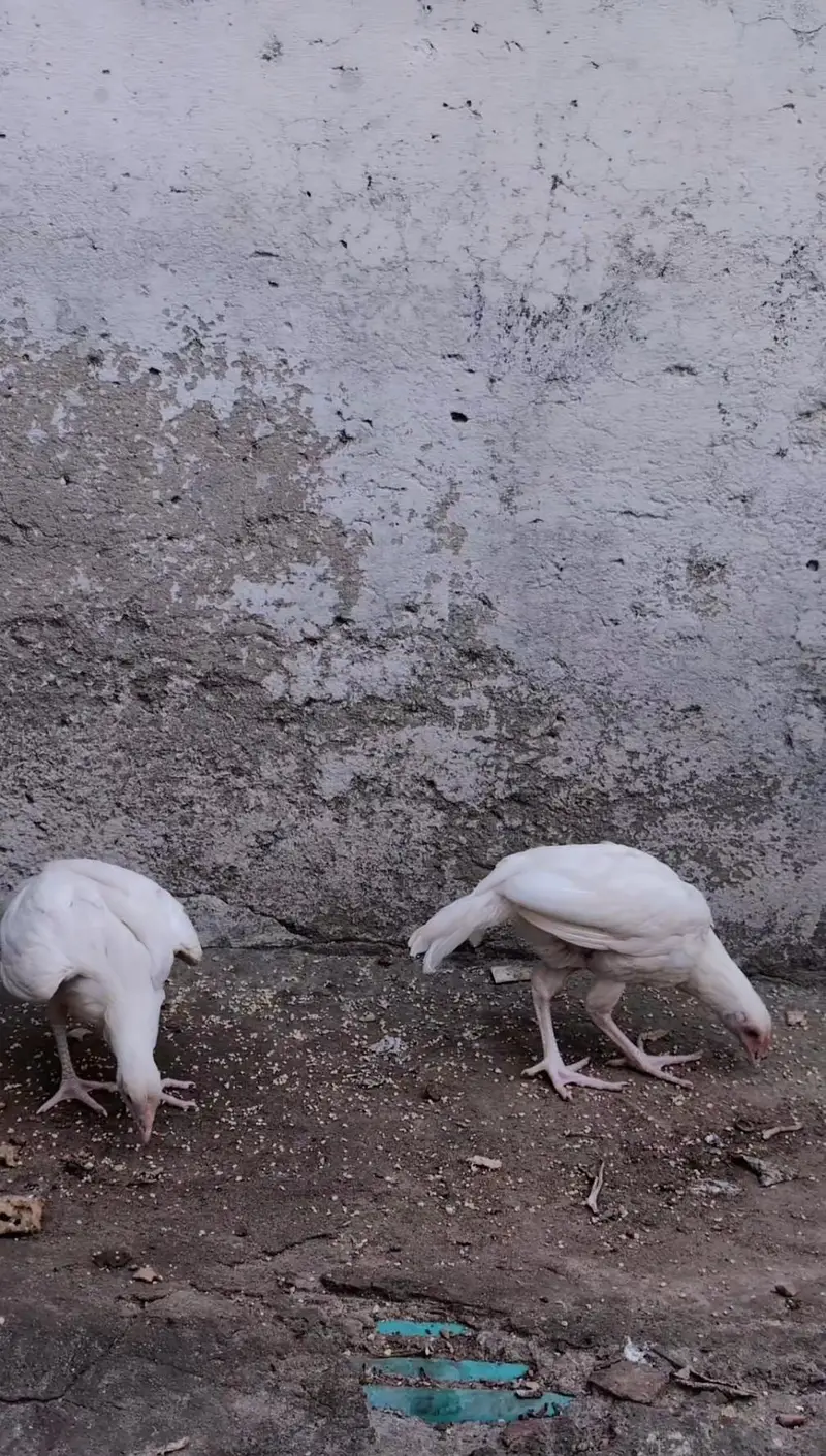 Paper white Heera pair available for sell Whatsapp: 03159640025 — photo 2
