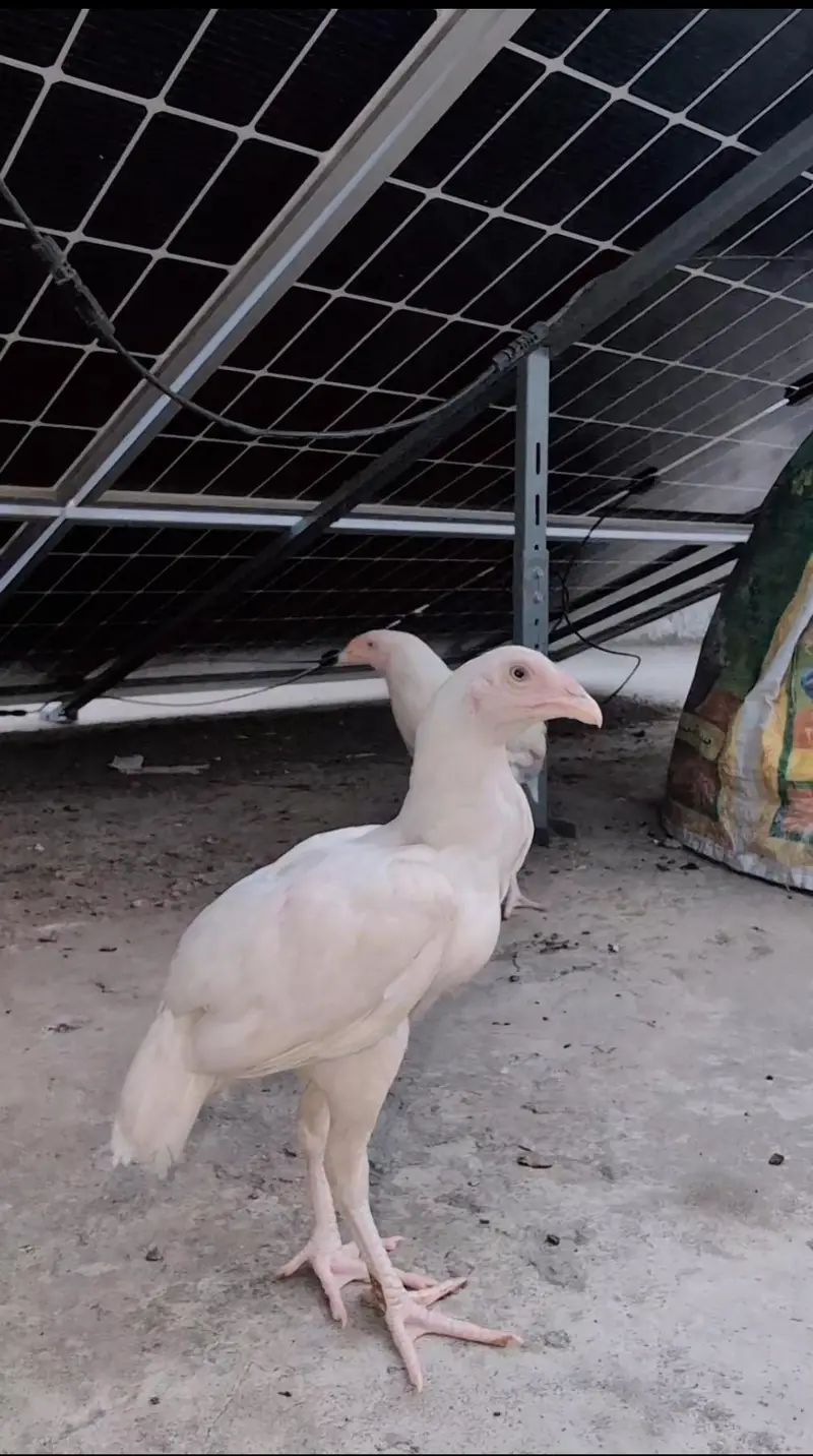 Paper white Heera pair available for sell Whatsapp: 03159640025 — photo 4