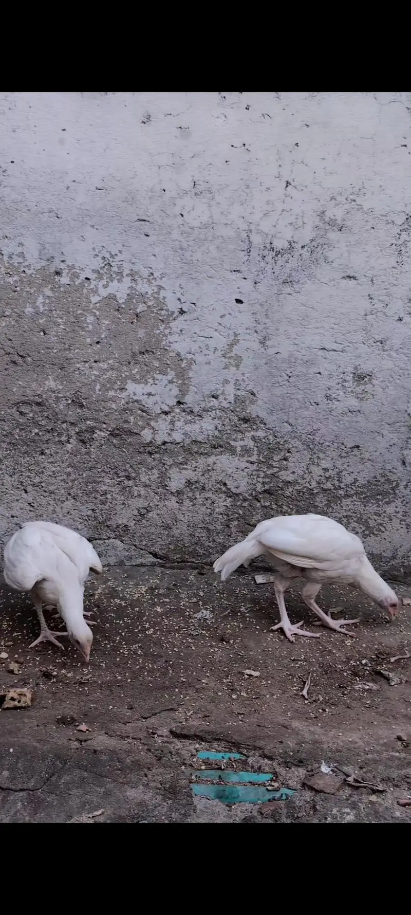 Paper white Heera pair available for sell Whatsapp: 03159640025 — photo 6