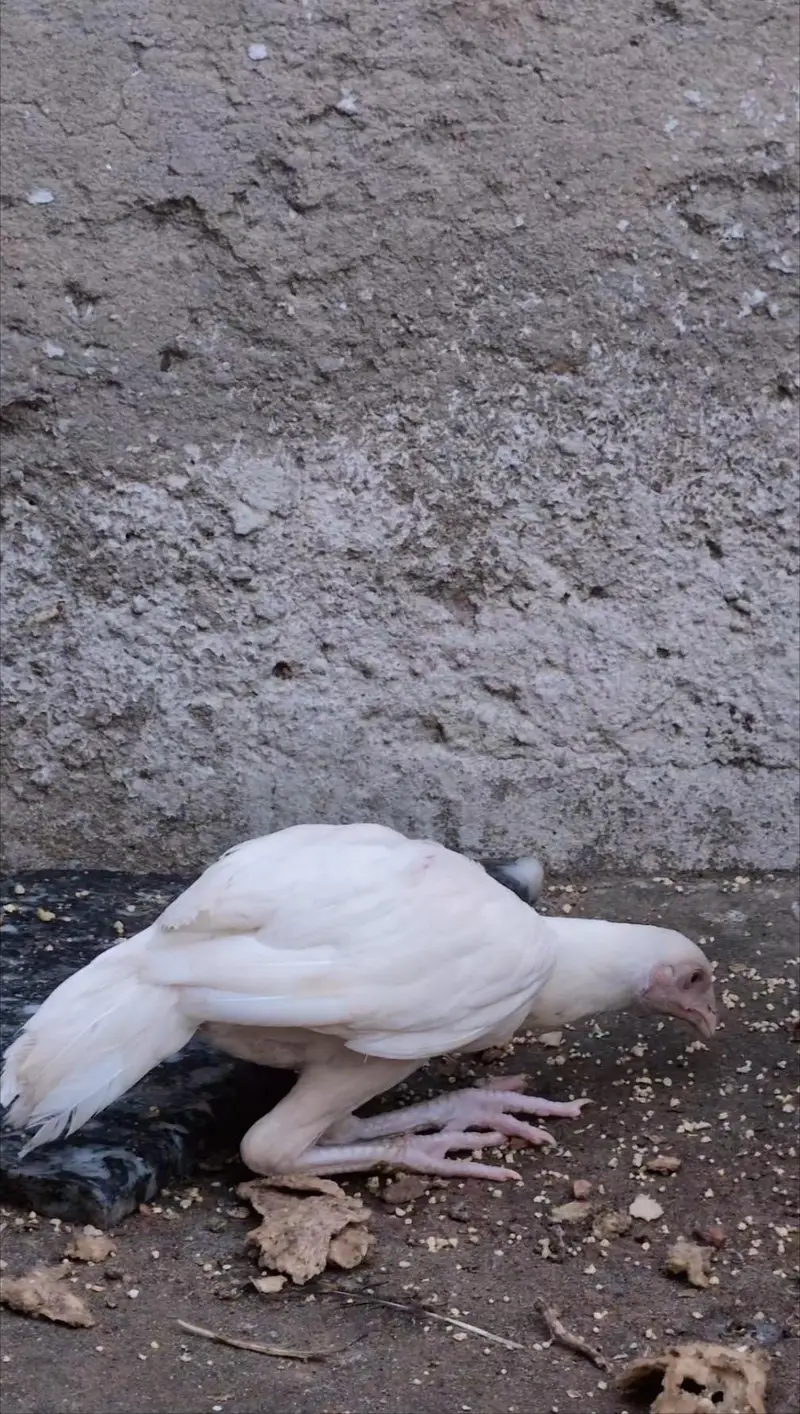 Paper white Heera pair available for sell Whatsapp: 03159640025 — photo 7