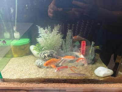 Aqiarium goldfish