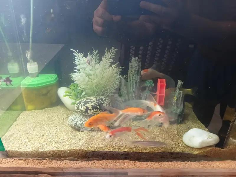 Aqiarium goldfish