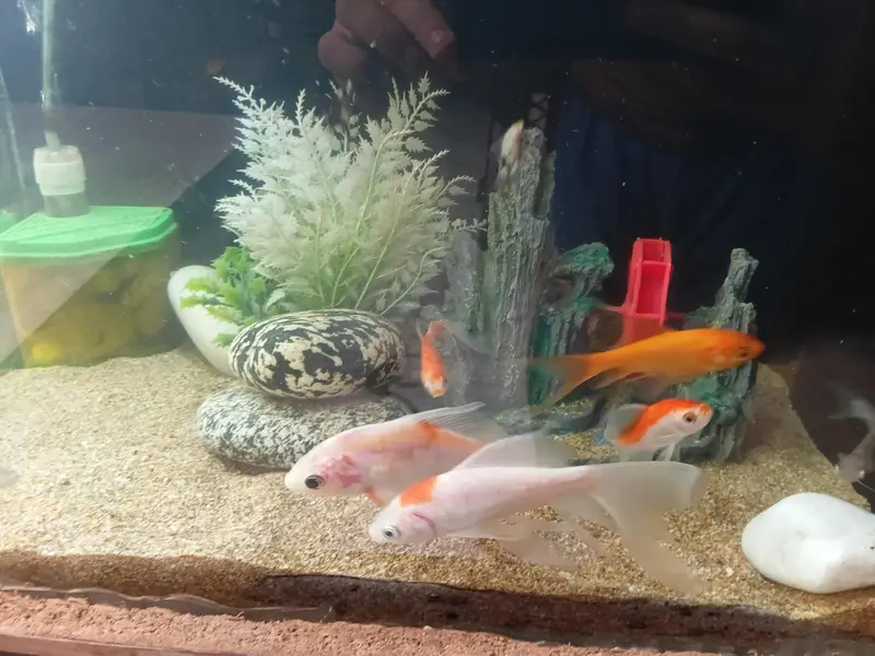 Aqiarium goldfish — photo 2