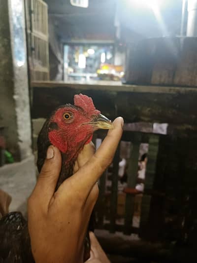 burmi murga for sale