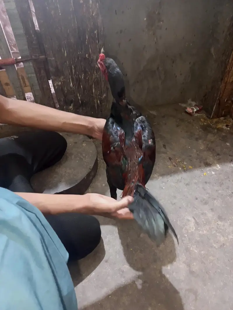 burmi murga for sale — photo 2