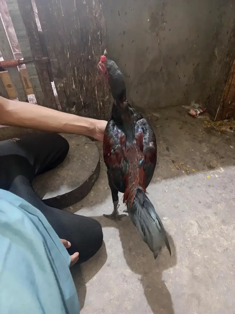burmi murga for sale — photo 4