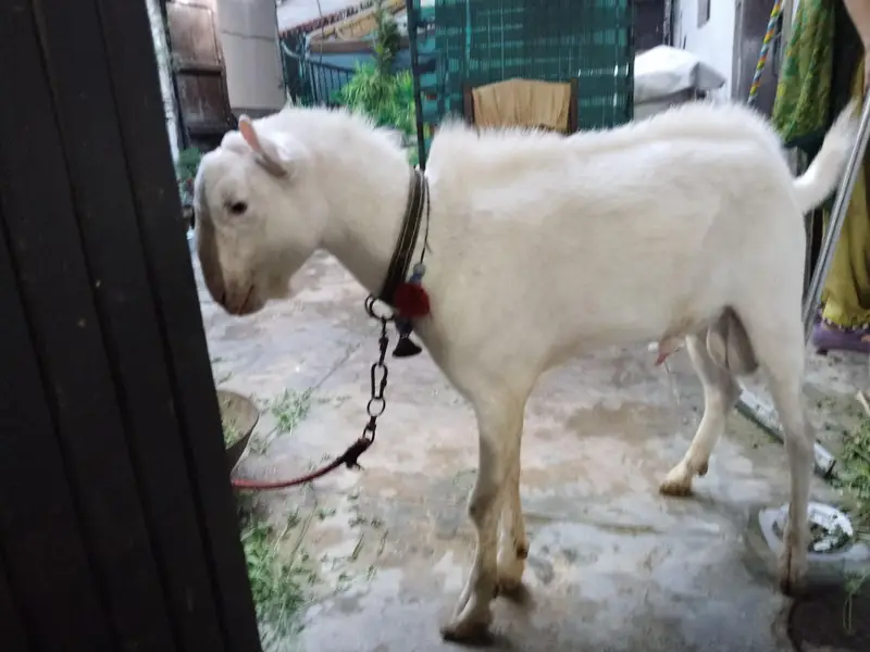 Taddy bakra