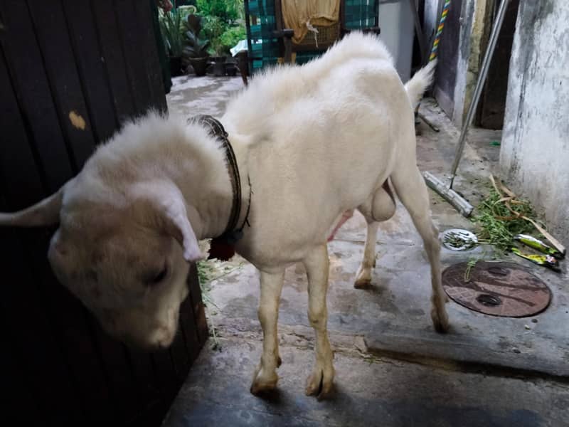 Taddy bakra 2