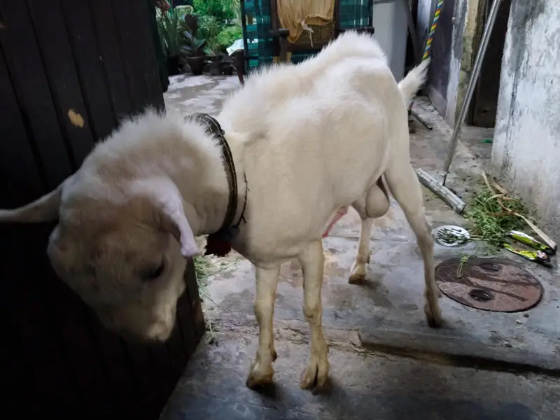 Taddy bakra — photo 3